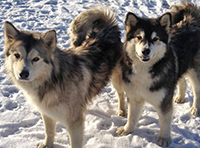 Photograph of Found-two-dogs