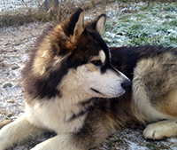 Photograph of Found-two-dogs