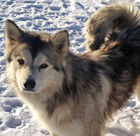 Photograph of Found-two-dogs